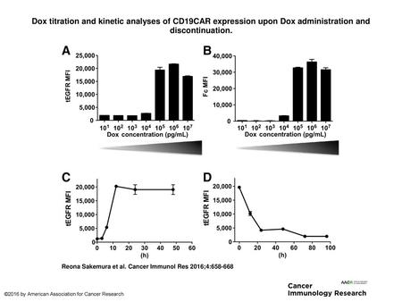 Dox titration and kinetic analyses of CD19CAR expression upon Dox administration and discontinuation. Dox titration and kinetic analyses of CD19CAR expression.