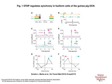 STDP regulates synchrony in fusiform cells of the guinea pig DCN