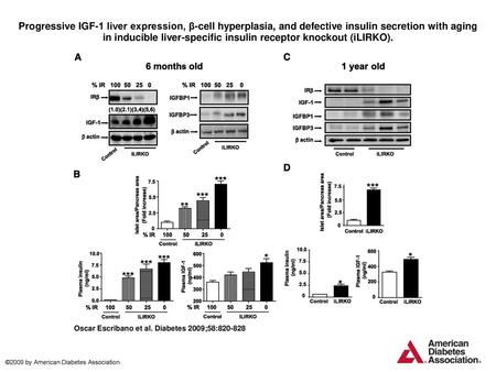 Progressive IGF-1 liver expression, β-cell hyperplasia, and defective insulin secretion with aging in inducible liver-specific insulin receptor knockout.