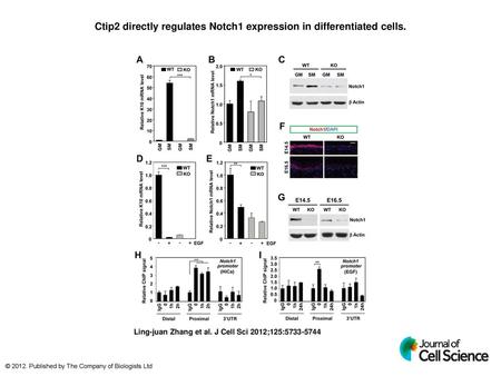 Ctip2 directly regulates Notch1 expression in differentiated cells.