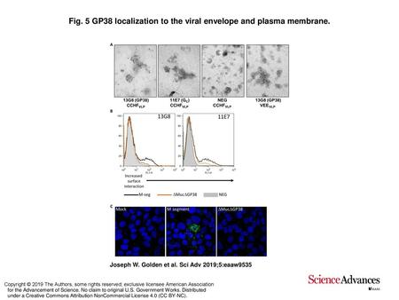 Fig. 5 GP38 localization to the viral envelope and plasma membrane.