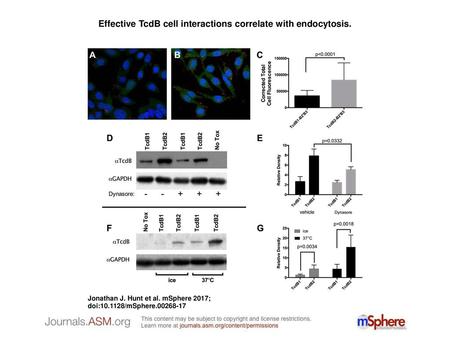 Effective TcdB cell interactions correlate with endocytosis.