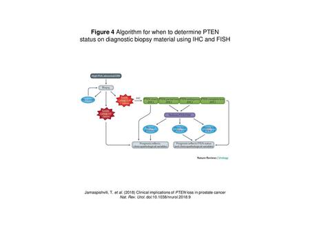 Figure 4 Algorithm for when to determine PTEN