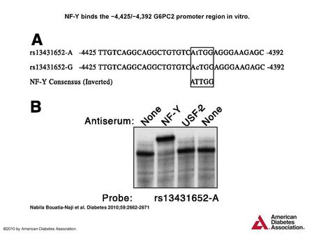 NF-Y binds the −4,425/−4,392 G6PC2 promoter region in vitro.