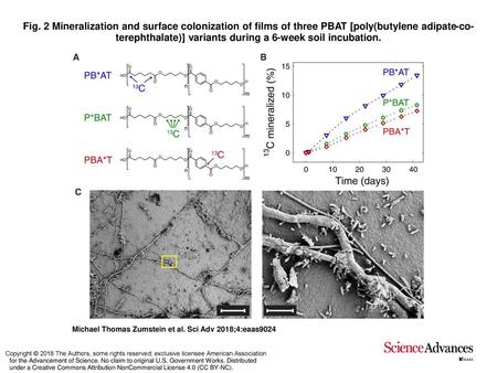 Fig. 2 Mineralization and surface colonization of films of three PBAT [poly(butylene adipate-co-terephthalate)] variants during a 6-week soil incubation.