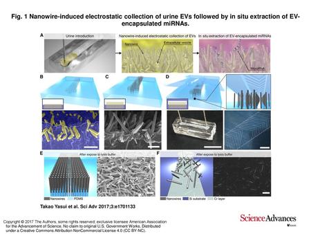 Fig. 1 Nanowire-induced electrostatic collection of urine EVs followed by in situ extraction of EV-encapsulated miRNAs. Nanowire-induced electrostatic.