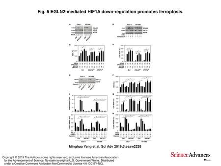 Fig. 5 EGLN2-mediated HIF1A down-regulation promotes ferroptosis.