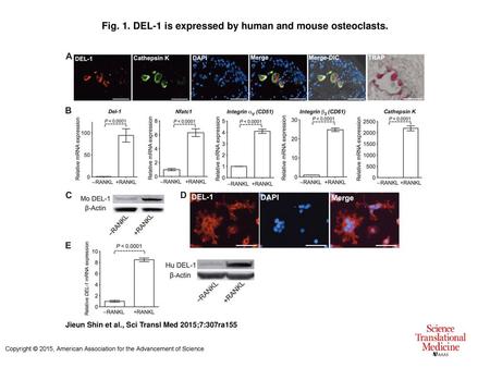 Fig. 1. DEL-1 is expressed by human and mouse osteoclasts.