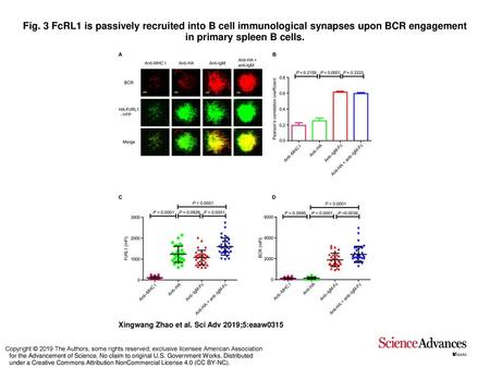 Fig. 3 FcRL1 is passively recruited into B cell immunological synapses upon BCR engagement in primary spleen B cells. FcRL1 is passively recruited into.