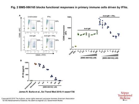 BMS blocks functional responses in primary immune cells driven by IFNα