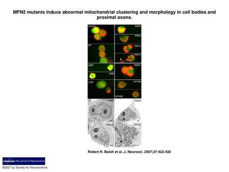 MFN2 mutants induce abnormal mitochondrial clustering and morphology in cell bodies and proximal axons. MFN2 mutants induce abnormal mitochondrial clustering.