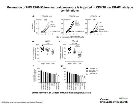 Generation of HPV E782-90 from natural precursors is impaired in CD8/TILlow ERAP1 allotype combinations. Generation of HPV E782-90 from natural precursors.