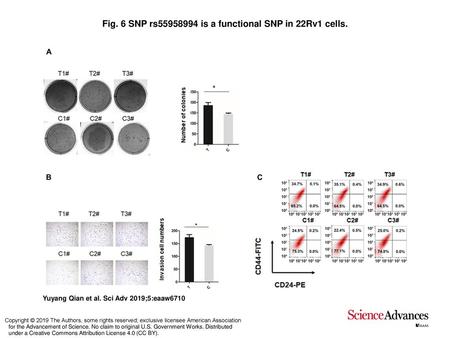 Fig. 6 SNP rs is a functional SNP in 22Rv1 cells.