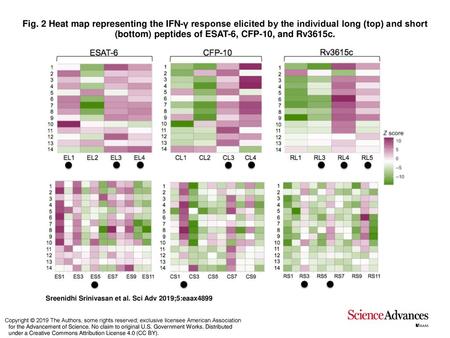 Fig. 2 Heat map representing the IFN-γ response elicited by the individual long (top) and short (bottom) peptides of ESAT-6, CFP-10, and Rv3615c. Heat.