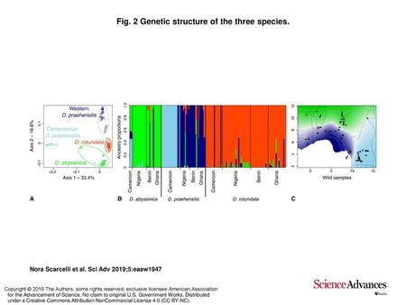 Fig. 2 Genetic structure of the three species.