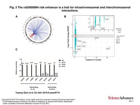 Fig. 3 The rs55958994 risk enhancer is a hub for intrachromosomal and interchromosomal interactions. The rs55958994 risk enhancer is a hub for intrachromosomal.