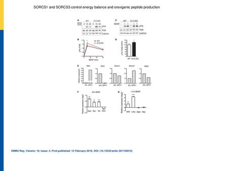 SORCS1 and SORCS3 control energy balance and orexigenic peptide production Representative Western blots showing phosphorylated TrkB (pTrk) and total TrkB.