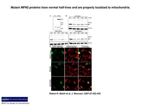 Mutant MFN2 proteins have normal half-lives and are properly localized to mitochondria. Mutant MFN2 proteins have normal half-lives and are properly localized.