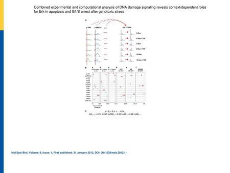 Combined experimental and computational analysis of DNA damage signaling reveals context‐dependent roles for Erk in apoptosis and G1/S arrest after genotoxic.