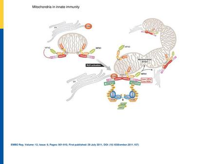 Mitochondria in innate immunity