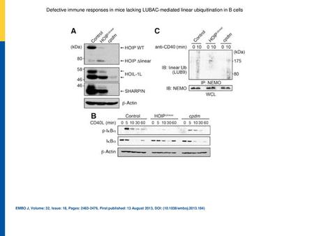 Defective immune responses in mice lacking LUBAC‐mediated linear ubiquitination in B cells Cpdm mice show residual LUBAC‐mediated linear polyubiquitination.