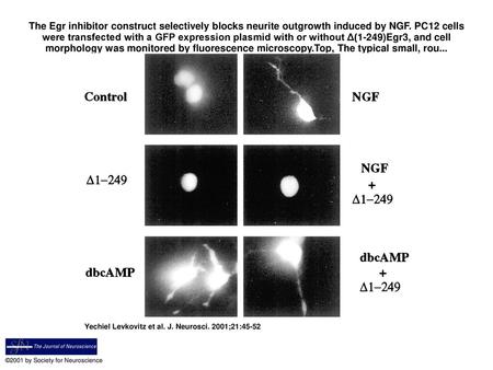 The Egr inhibitor construct selectively blocks neurite outgrowth induced by NGF. PC12 cells were transfected with a GFP expression plasmid with or without.