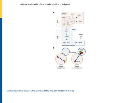 A dynamical model of the spindle position checkpoint