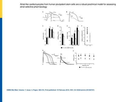 Atrial‐like cardiomyocytes from human pluripotent stem cells are a robust preclinical model for assessing atrial‐selective pharmacology AAP illustrating.