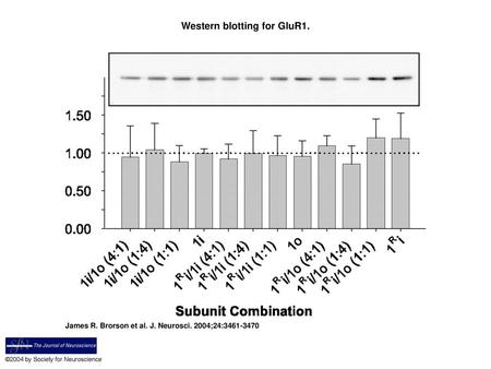 Western blotting for GluR1.