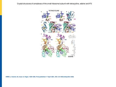 Details of the binding sites of tetracycline and edeine