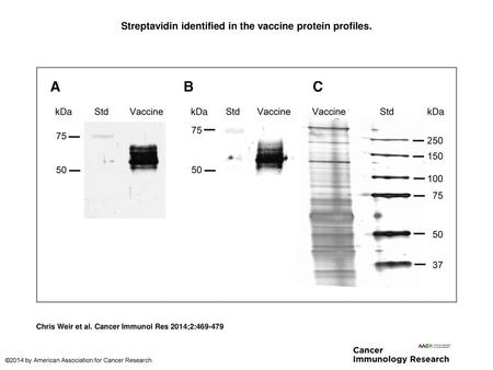 Streptavidin identified in the vaccine protein profiles.