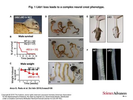 Fig. 1 Lkb1 loss leads to a complex neural crest phenotype.