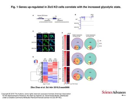 Fig. 1 Genes up-regulated in Zic5 KO cells correlate with the increased glycolytic state. Genes up-regulated in Zic5 KO cells correlate with the increased.