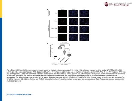 Fig. 6. Effect of CM from hASCs and melatonin-treated hASCs on cisplatin-induced apoptosis of HK-2 cells. HK-2 cells were exposed to either Media, NT-hASCs-CM,