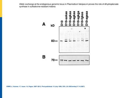 Allelic exchange at the endogenous genomic locus in Plasmodium falciparum proves the role of dihydropteroate synthase in sulfadoxine‐resistant malaria.