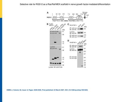 Selective role for RGS12 as a Ras/Raf/MEK scaffold in nerve growth factor‐mediated differentiation Components of the mitogen‐activated protein kinase (MAPK)