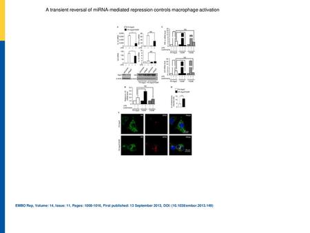 A transient reversal of miRNA‐mediated repression controls macrophage activation Transient decrease in miRNA activity is necessary for regulated expression.