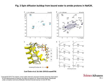 Spin diffusion buildup from bound water to amide protons in NaK2K