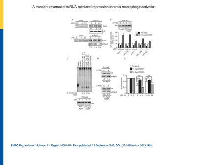 A transient reversal of miRNA‐mediated repression controls macrophage activation LPS‐induced phosphorylation at Tyr‐529 dissociates miRNA from Ago2 and.