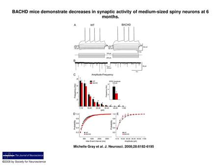 BACHD mice demonstrate decreases in synaptic activity of medium-sized spiny neurons at 6 months. BACHD mice demonstrate decreases in synaptic activity.