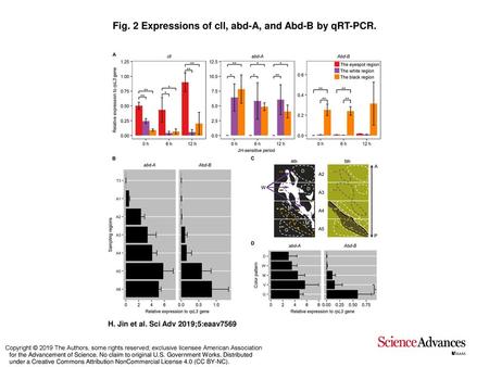 Fig. 2 Expressions of cll, abd-A, and Abd-B by qRT-PCR.