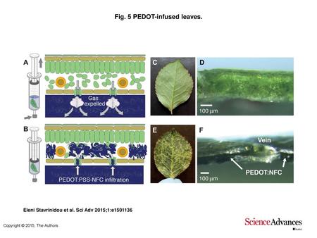 Fig. 5 PEDOT-infused leaves.