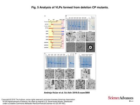 Fig. 5 Analysis of VLPs formed from deletion CP mutants.