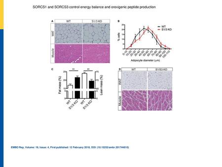 SORCS1 and SORCS3 control energy balance and orexigenic peptide production Representative hematoxylin and eosin (H&E)‐stained sections of perigonadal white.