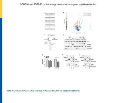 AWorkflow of the cell surface proteome analysis in primary neurons