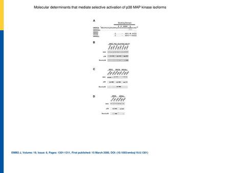 Binding of p38α and p38β2 to MAP kinase kinases