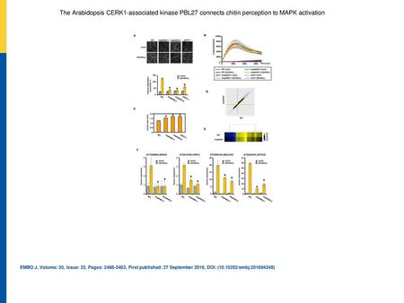 Chitin‐induced callose deposition in the mapkkk5 mutants