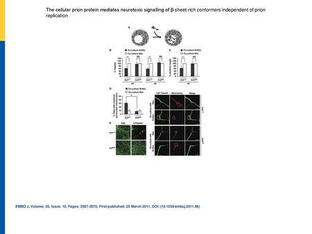 The cellular prion protein mediates neurotoxic signalling of β‐sheet‐rich conformers independent of prion replication Primary neurons lacking PrPC are.