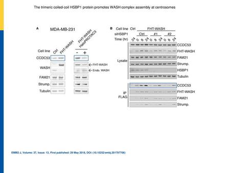 The trimeric coiled‐coil HSBP1 protein promotes WASH complex assembly at centrosomes The stable MDA‐MB‐231 cell line expressing FLAG‐HaloTag‐WASH (FHT‐WASH)