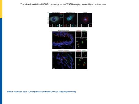 The trimeric coiled‐coil HSBP1 protein promotes WASH complex assembly at centrosomes MDA‐MB‐231 cells expressing HaloTag WASH or CCDC53 were stained with.